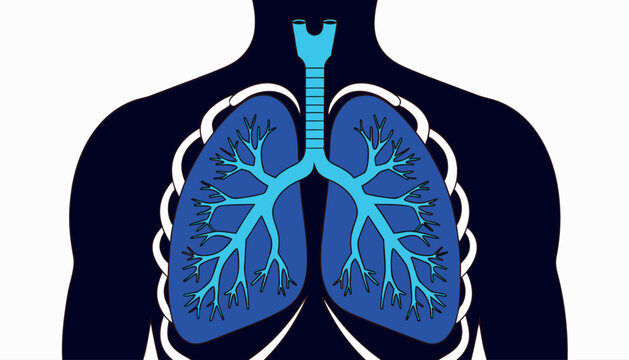 Blue lungs and trachea in a body silhouette