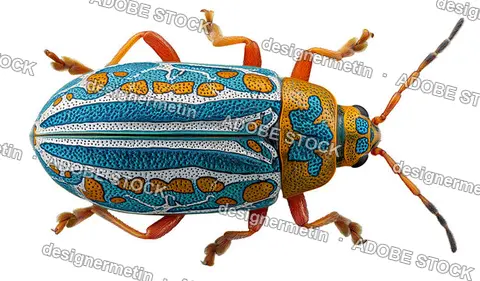 Colorful Exotic Beetle Macro Photography Insect With Detailed Patterns Isolated Transparent Background, Png