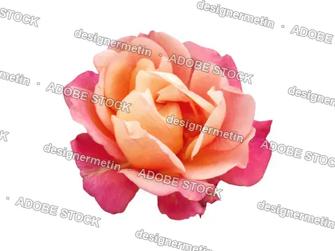 Peach Pink Rose In Full Bloom With Soft Layered Petals Isolated On Transparent Background, Png