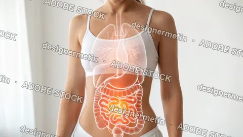 Photorealistic Medical Image Of Woman'S Torso With Lungs Stomach Intestines Highlighted For Anatomy Reference