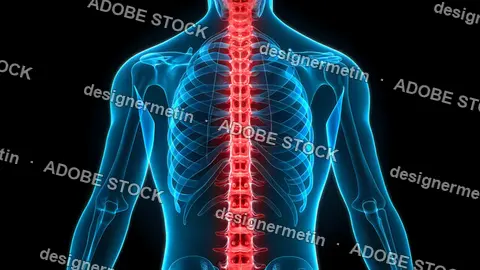 Human Spine Anatomy Illustration Highlighting Back Pain Area In Red For Medical Education And Healthcare Concept