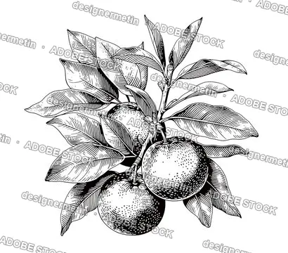 Detailed Botanical Tangerine Fruit Branch With Leaves Vintage Engraving Isolated Transparent Background, Png