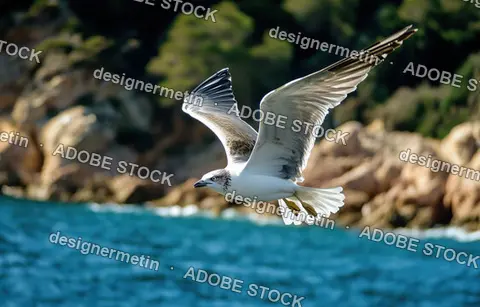 Seagull Flying Over Coastal Water With Rocky Background Representing Freedom Wildlife And Natural Marine Ecosystem Environment
