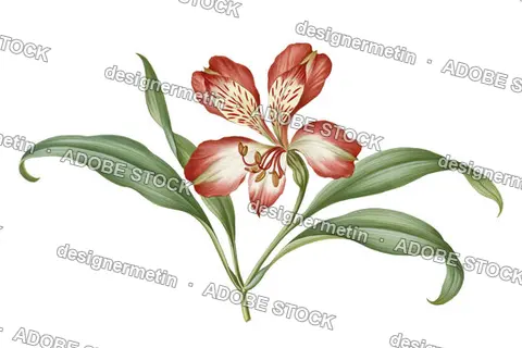 Vintage Botanical Red Alstroemeria Flower With Green Leaves, Isolated On Transparent Background, Png