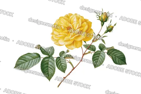 Vintage Botanical Illustration Of A Yellow Rose Flower With Green Leaves, Isolated On Transparent Background, Png