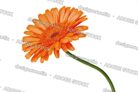 Vibrant Orange Gerbera Daisy Flower With Green Stem, Isolated On Transparent Background, Png