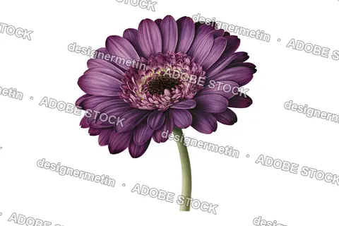 Purple Gerbera Daisy Flower On A Green Stem Blooming Elegantly, Isolated On Transparent Background, Png
