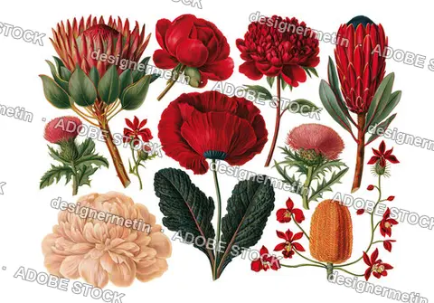 Botanical Vintage Red Flowers Set, Isolated On Transparent Background, Png