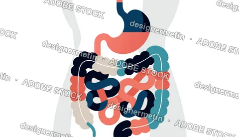 Human Digestive System Vector Showing Stomach And Intestines Anatomy