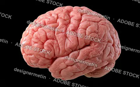Human Brain Anatomical Model Showing Cerebral Cortex Gyri And Sulci Isolated Against Solid Black Background