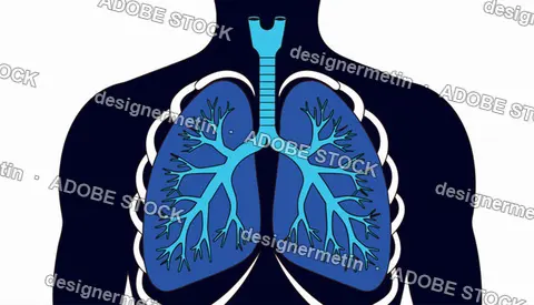 Human Respiratory System Anatomy With Highlighted Blue Lungs And Trachea Inside Male Body Silhouette Vector Illustration